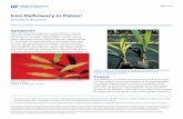 Iron Deficiency in Palms - EDIS · correction of the cultural problem that caused it in the first place. Container-grown palms suffering from substrate degrada-tion are best treated