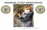 MAMMAL STUDY MERIT BADGEmeritbadgehelpbsa.sirjames.info/wp-content/uploads/... · in the wild. Record the date(s), time of day, weather conditions, approximate distance from the animal,
