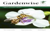Gardenwise...Gardenwise • Volume 52 • February 2019 3 Article Native Dracaena in Singapore – Part 1, Cantley’s Dracaena As entioned by Henry Ridley, mhe Gardens’ first Director,