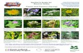 Spotter's Guide for Artists Nicola Burrell and Lisa Temple ... · Spotter's Guide for Bourne Valley Plants and Flowers (Spring) Artists Nicola Burrell and Lisa Temple-Cox have been