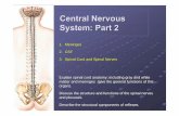 Central Nervous System: Part 2 · Central Nervous System: Part 2 Explain spinal cord anatomy, including gray and white matter and meninges (give the general functions of this organ).