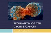 REGULATION OF CELL CYCLE & CANCER - Garzzillo Sciencegarzscience.weebly.com/.../2/5/4/7/25474030/cell_regulation_and_ca… · the cell cycle is not regulated ! Cancer cells do NOT