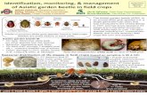 Identification, monitoring, & management of Asiatic garden ... · of Asiatic garden beetle in field crops. Adults of common white grub species found in field crops. Beetles are sized