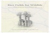 Rice Fields for WildlifeWetlands for Waterfowl and Other Wildlife INTRODUCTION Approximately 40% of the wetland acreage existing in the South Atlantic during the late 1700s has been