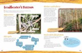 Leadbeater’s Possum Shelter and habitat€¦ · Leadbeater’s Possums may contain up to twelve animals. Usually, however, there is only one breeding pair among them. A Leadbeater’s