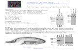 UC Davis/NIH NeuFacility roMabneuromab.ucdavis.edu/datasheet/N16b_8.pdf · Dr. Rolf Joho). Right: Adult rat membrane immunoblot Lower. Left: Adult rat hippocampus immunohistochemistry.