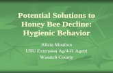 Potential Solutions to Honey Bee Decline: HiiBh iHygienic ... · Freeee e 00 ce s o beeze kill 100 cells of bee brood on a frame of bees ...