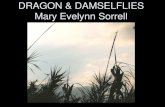 DRAGON & DAMSELFLIES Mary Evelynn Sorrell · 2017. 12. 15. · Halloween Pennant. ROSEATE SKIMMER & FRIEND. ROSEATE SKIMMER. ROSEATE SKIMMER (face) Old (male) Roseate Skimmer (Male)