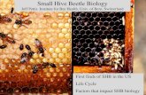 Small Hive Beetle Biology - Beecome 2017 · dealing with SHB. Keep strong hives. Remove weak hives or combine. High bee to comb ratio….no extra comb. Make splits with more bees…less