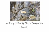 A Study of Rocky Shore Ecosystemifieldstudy.net/reports/rockyshore/files/Rockyshore06e-shrink.pdf · A Study of Rocky Shore Ecosystem Group 5 . Region Near Sea water Rock pool Splash-zone