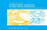 Wolfgang Seeger - the-eye.eu Anatomy o… · Endoscopic Anatomy of the Third Ventricle Microsurgical and Endoscopic Approaches In collaboration with J. P. Warnke, St. Rosahl, and