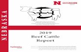 2019 Nebraska Beef Cattle ReportArt and Ruth Raun Scholarship Animal Science Department Freshman Scholarship ... Tim Adams & Sons, Scottsbluff,NE Western Sugar, Scottsbluff, NE BetaSeed,