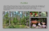 FLORA - sp1starachowice.plsp1starachowice.pl/pliki/Flora.pdf · FLORA. Within the territory of Świętokrzyski region there is Świętokrzyski National Park, which was established