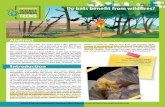 Do bats benefit from wildfires? - Science Journal for Kids ... · Bats use forests for foraging (finding food) as well as roosting habitat, both of which are affected by fire. Each