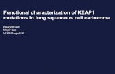 Functional Characterization of KEAP1 TCGA Mutants in ...Matt Walker Feng Yan Alex Rabinowitz Hayes Lab Neil Hayes Matt Wilkerson TCGA Research Network Ning Zheng (U. Washington) Questions?