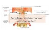 Peripheral and Autonomic nervous systemsinoemedicalassociation.org/AP/PNS.pdfPeripheral and Autonomic nervous system D.Hammoudi.MD. Spinal Cord Figure 12.29a. There are 31 spinal cord