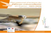 Plan national d’actions du Faucon crécerellette 2011-2015...FaUCoN CrECErELLETTE - 2011-2015 1. DESCRIPTIOn GEnERALE Le Faucon crécerellette Falco naumanni est un petit rapace