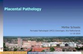 Placental Pathology - The role of the placenta in... · Placental Pathology Mirthe Schoots Perinatal Pathologist UMCG Groningen, ... •Clotting disorders like thrombophilia •Could