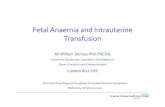 Fetal Anaemia and Intrauterine Transfusion 20.2...Fetal Hydrops: • Immune and non-immune Fetal hydrops • Abnormal fluid collection in at least two different fetal compartments: