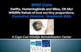 Swifts, Hummingbirds and Mice, Oh My! Wildlife Rehab of ...€¦ · • Aspiration pneumonia? Your Mice and Your Sanity Remember - they wean quickly! • Create a Homecare team! •