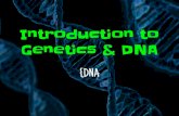 Introduction to Genetics & DNA - McClurg Science · Introduction to Genetics & DNA {DNA. What is Heredity? •Heredity explains how traits may be passed from parents to offspring.