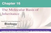 The Molecular Basis of Inheritance - North Medford High ...northmedfordscience.weebly.com/uploads/1/2/7/1/12710245/16_lect… · The Molecular Basis of Inheritance. Concept 16.1:
