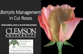 Botrytis Management in Cut Roses · 10.0 12.5 15.0 17.5 20.0 22.5 50 60 70 80 90 0 10 20 30 40 50 60 ... After 4 h of incubation (spores present on wet petals), roses display no symptoms.