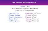Two Tails of Motility in Cells · 2013. 2. 6. · Disassembly-Driven Motility Courtesy of C. W. Shebelut, J. M. Guberman, Z. Gitai Caulobacter crescentus How does the chromosome move