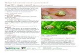 Michigan State University’s invasive species factsheets ... · snails deposit eggs in loose, damp soil. Although egg-laying extends over several mouths, most eggs are found in autumn