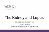 The Kidney and Lupus · The Kidney The main function of the kidneys is to remove waste products and other toxins from the body. Each kidney has about one million tiny filters, or