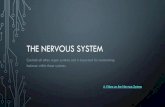The Nervous system · 2017. 4. 2. · THREE FUNCTIONS OF THE NERVOUS SYSTEM 1. Transmit sensory information •Electrical impulses •From eyes, skin, blood vessels, ears, digestive