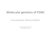 Molecular genetics of PDAC - pancreaticcancereurope.eu · Molecular genetics of PDAC Irene Esposito, Melissa Schlitter Pancreatic pathology: Of mice and men Madrid, December 4-6th