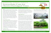 Immediate Care or tormDamaged Trees #1 · Storm Damage Series #1 T rees damaged by storms require immediate attention (removing low-hanging branches, clearing from utility lines,