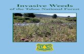Invasive Weeds of the Tahoe National Forest · 2017. 3. 26. · Bachelor’s Buttons (Centaurea cyanus) CECY2 30-31 (Cardaria draba) CADR 32-33 (Lepidium latifolium) LELA2 34-35 (Conium