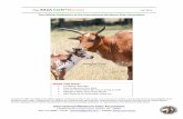 IMZA CON*NECTION · Cover Photo: In 2010, Sunnyfield Farm had the opportunity to purchase a one-of-a-kind 2005 Foundation Pure Zebu cow. From the pictures her previous owner sent
