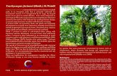 Trachycarpus fortunei (Hook.) H · Trachycarpus fortunei (Hook.)H.Wendl Trachycarpus fortunei, commonly known as the Chinese windmill palm, is an evergreen palm that is primarily