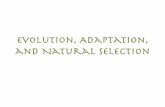Evolution, Adaptation, and Natural Selectionmare.lawrencehallofscience.org/...Adaptation_2015.pdf · Evolution, Adaptation, and Natural Selection. Think, Pair, Share • How is this