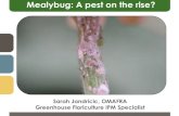 Mealybug: A pest on the rise? · 2017. 2. 21. · Control of Scales •Similar to mealybug : Difficult –Foliar applications of oil best –Drenches of imidacloprid so-so –NO commercial