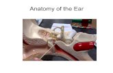 ear ppt 2019 5 27 - Student Resources Home PageAnatomy of the Ear External (outer) ear Auricle (pinna) Middle ear Internal (inner) ear Vestibulocochlear nerve Semicircular canals Oval