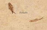 Fossils - 7th Grade Electionskellywms.weebly.com/uploads/5/4/9/0/54901139/fossils_-_2015.pdf · Fossils are used for examining Earths History. • The fossil record provides evidence