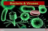 Bacteria & Viruses - WordPress.com · 2018. 9. 21. · Viruses Viruses can cause disease in humans, animals, plants, and even bacteria! Viruses can cause a variety of diseases: –Common