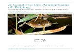 A Guide to the Amphibians of Beijing · 3/28/2018  · The Amphibians Frogs and Toads 1. Asiatic Toad - Bufo gargarizan - 中华蟾蜍 - Zhong Hua Da Chan Chu Asiatic Toad, 16 August