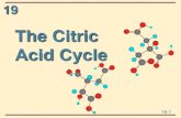 The Citric Acid Cycle · • The citric acid cycle is amphibolic; that is, it plays a role in both catabolism and anabolism • It is the central metabolic pathway. 19 19-3 Mitochondrion