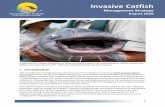 Chesapeake Bay Program - Invasive Catfish...fishes including gizzard shad, river herring (i.e. blueback, alewife), and white perch. In addition to ecological impacts, invasive catfishes