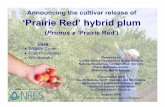 Announcing the cultivar release of ‘Prairie Red’ hybrid plum...‘Prairie Red’ hybrid plum (Prunus x ‘Prairie Red’) Uses • Wildlife Cover • Fruit Production • Windbreaks