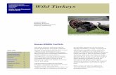 Wild Turkeys - USDA-APHIS...The best way to modify the habitat to prevent wild turkey Damage Identification Wild turkey damage can often be difficult to distinguish from other wildlife