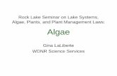 Rock Lake Seminar on Lake Systems, Algae, Plants, and ... · Why are blue-green algae of concern? • They may form nuisance blooms given enough nutrients and the right conditions.