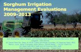 Sorghum Irrigation Management Evaluations 2009-2013 · Management Evaluations 2009-2013 Bob Hutmacher, Steve Wright, Jeff Dahlberg, Mark Keeley, Gerardo Banuelos, Raul Delgado, Julie
