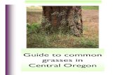 Guide to common grasses in Central Oregon...2 Guide to Common Grasses in Central Oregon This non-technical guide to some common grasses of Central Oregon is the result of an awkward