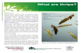 What are thrips? - Horticulture Innovation Australia · thrips are black, heavily scleritised and larvae are often yellow to orange in colour. Damage In Australia, only a relatively